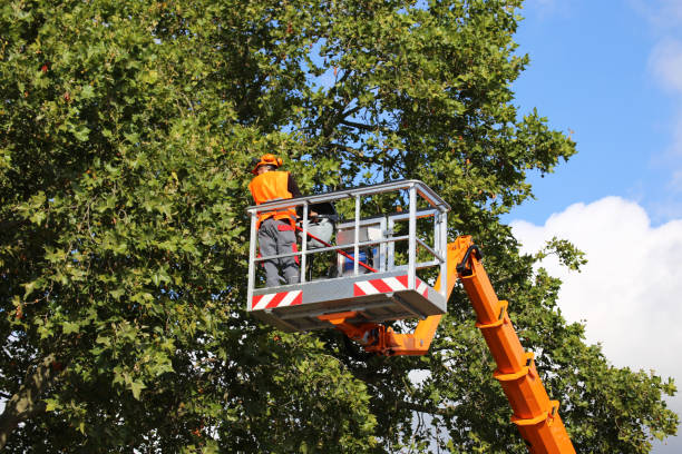 Best Professional Tree Care  in USA